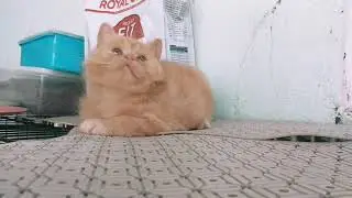 semiflat kitten