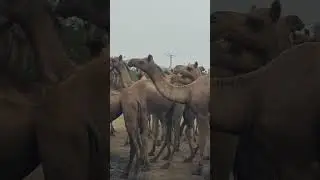 58 Thirsty Camels Drinking waters #camels #camel #wildlife #tharparkar #usesofcamel
