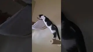 Bonus baby beans learning to climb the wall posts #catcute #snuggle #cat #kitten #snuggly #cute
