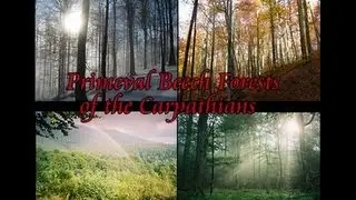 Primeval Beech Forests of the Carpathians