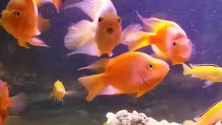 Blood Parrot, Oscar, Electric Yellow Community Tank