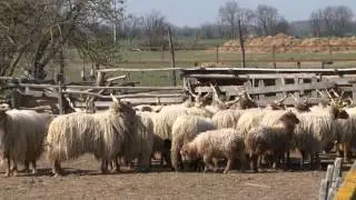 Fekete b&aacute;r&aacute;ny sz&uuml;letett
