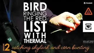 PULSAR WILDLIFE: Bird ringing the red list PART 2 (skylarks and corn bunting)