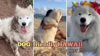 Dog-friendly HAWAII - Part 2 - Muddy hikes, beach and a sunrise we'll remember forever
