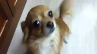 HardCoreParty Dog.mp4