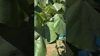 &Aacute;rbol majagua y sus usos #&aacute;rboles #arbol #majagua #cuba #jamaica