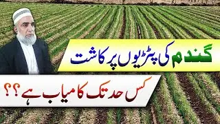 Feasibility of wheat sowing on ridges || Crop Reformer