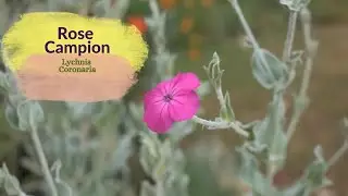Rose Campion - Lychnis Coronaria, Propagation tips using seeds and through division of the Rosette.