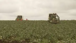 Editorial footage of migrant workers harvesting vegetables in the UK