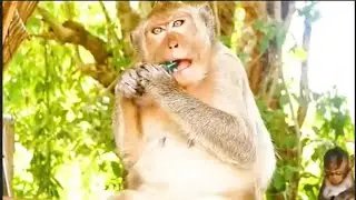 Funny Moments - Monkeys think lighters are drinks 😂 | MLK Review