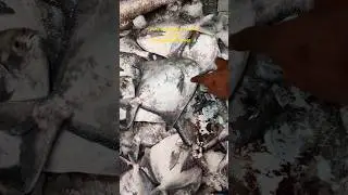 Paplet fish price in mumbai #cst #fish #tending #fishing #fishmarket
