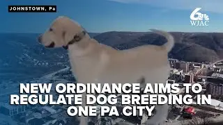 Johnstown enacts ordinance to regulate animal breeding, tackle overpopulation crisis