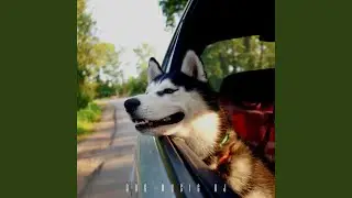 Ease Your Dog In The Car