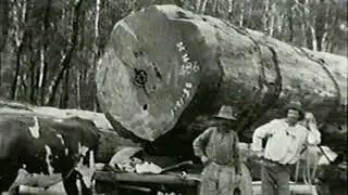 The Barmah - Red Gum Forest