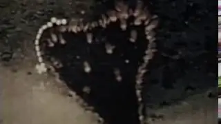 Grass and Brush Fire Fighting (1945)