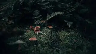 Visitors In The Forest - strange audio sounds - Stan Lees Ghost