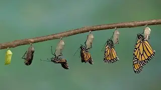 Butterfly's lifecycle documentary /butterfly importance/#takhti #urdu#hindi