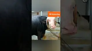#bigbuffalo