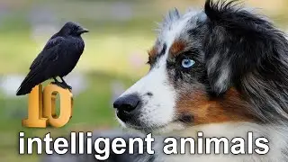 Top 10 most intelligent animals in the world.