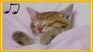 лучшая музыка для расслабления и сна вашей кошки - уменьшите беспокойство кошки о разлуке ♫