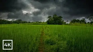 Walking in the rain through a paddy field rain sounds for sleep and relaxation rain sounds for study