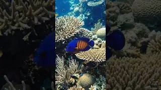 Meet the Coral Beauty Angelfish 🐠 #animals #fish #shorts
