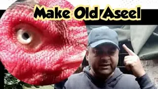 How To Make Old Aseel Breed Of Pakistan ..Faisalbutt27 Murga Information