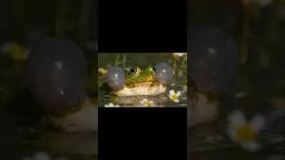 Green Marsh Frog Calling  Wincent   TwAhR #wildlife #nature #Frog