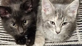 RESCUING AN ABANDONED KITTEN..... ADOPTING ANOTHER!!!