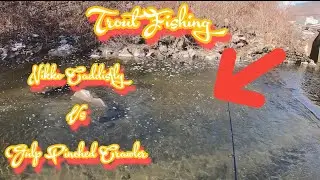 Winter Trout Fishing Nikko Caddisfly VS Gulp Pinched Crawler