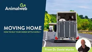 Moving Your Horse? Essential Tips to Reduce Stress and Prevent Illness