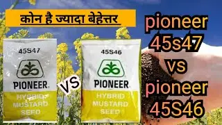 pioneer 45S47 mustard seed || pioneer 45S47 vs pioneer 45S46 || कोन है ज्यादा बेहेत्तर || सरसो बीज