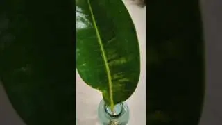 water propogation of rubber plant #youtubeshort #garden #trending#newsong  #viralshort #shotsviral