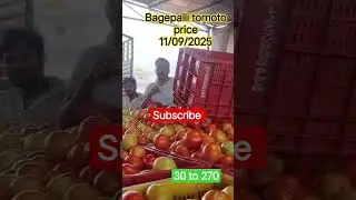 September 11, 2025 Bagepalli Tomato price #market #tomato #price