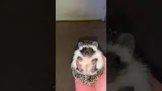 Algerian black hedgehog