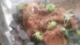 Silver Springtail Explosion!