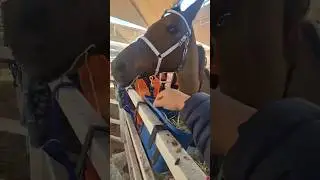 Ready to Race na si Pilot ang kabayo lakas tumakbo #horse #horseracing