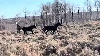 Moments are Monuments: Wild mustang horses running free in the mountains! 