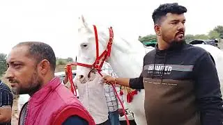 Badal ghode ka rubab  jetwal stud farm kekri