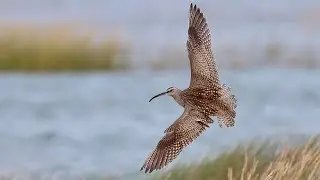 Tracking Whimbrels to reveal links between Cape Cod and sites across the Western Hemisphere