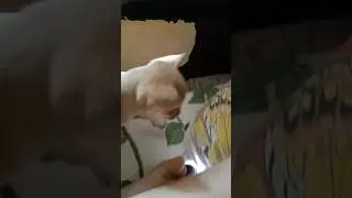 #мой щенок