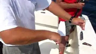 Franks Mingo Snapper
