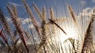Countryside/cricket sounds /golden wheat field/sleep/relaxation/study