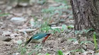 Foraging Behavior of Fairy Pitta