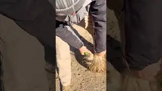 Loss of balance #horse #farrierlife #horses #fyp #asmr #cleaning #satisfying