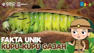 Fakta Menarik Kupu-Kupu Gajah - Ngengat yang Mirip Kupu-Kupu