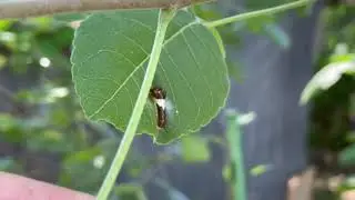 Caterpillar on Wafer Ash/Hop tree