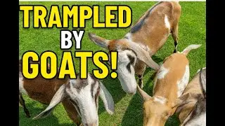 Getting trampled by goats