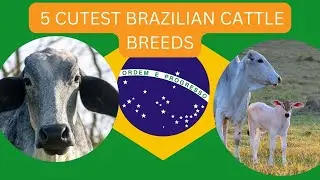 5 Cutest Brazilian Cattle Breeds, Facts About Brazilian Cattle Breeds