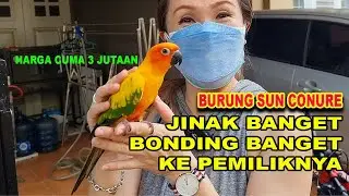 JINAK & BONDING BANGET KE PEMILIKNYA - BURUNG SUN CONURE